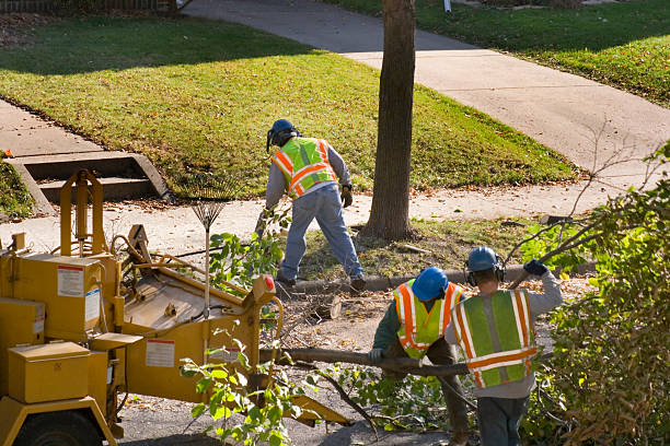 How Our Tree Care Process Works  in Water Valley, MS